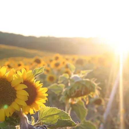 Le Soleil *